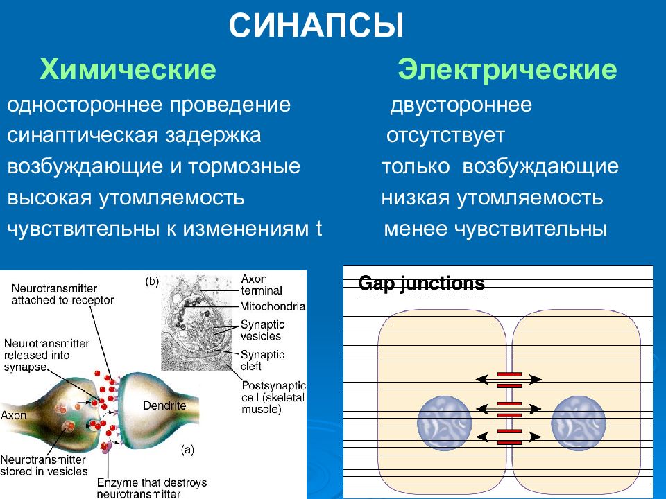 Химические и электрические синапсы. Локализация электрический синапс и химический синапс. Электрический синапс физиология. Строение и функции электрических синапсов. Строение электрического синапса.