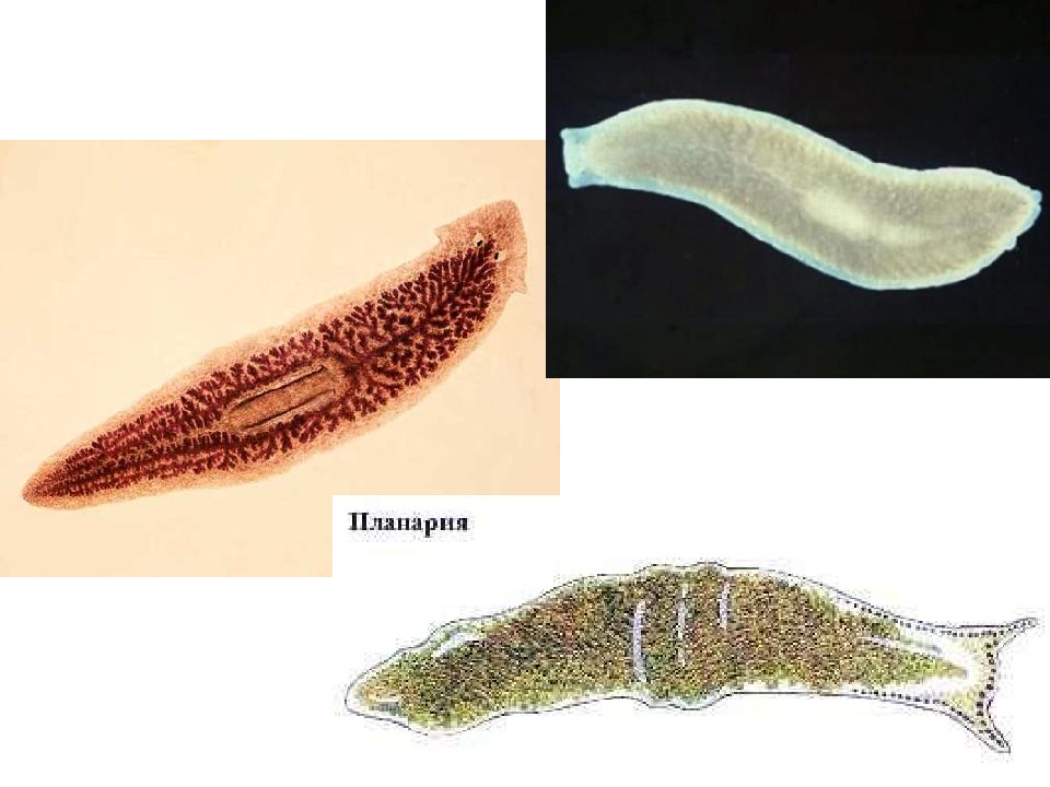 Что такое гельминтология. Гельминтология это наука. Plathelminthes. Медицинская гельминтология.