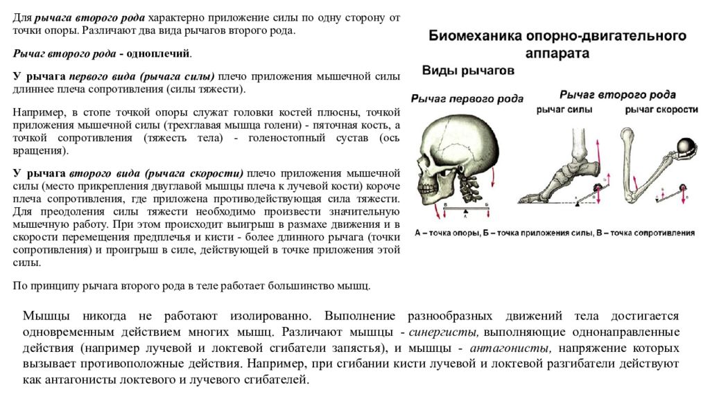 Точки опоры роли. Рычаги первого и второго рода анатомия. Рычаг 2 рода в биомеханике. Рычаги в биомеханике анатомия рода. Рычаги первого и второго рода мышц.