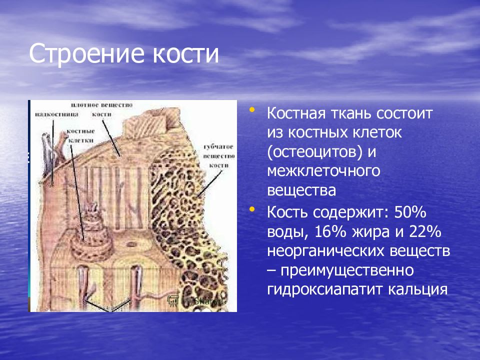 Какими цифрами обозначены изображения костной ткани