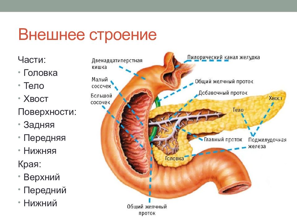 Поджелудочная на схеме человека