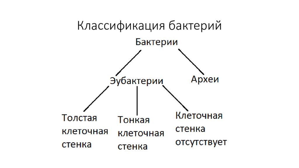 Классификация бактерий. Царство бактерии классификация схема. Классификация бактерий схема. Систематика царство бактерии схема. Классификация микроорганизмов схема.