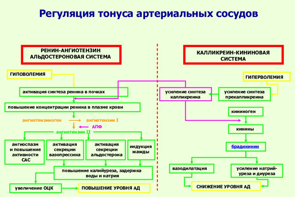 Реактивность сосудов. Схема активации РААС системы. Механизмы регуляции тонуса сосудов схема. Нейрогуморальный механизм регуляции сосудистого тонуса. Механизм повышения артериального давления при патологии почек.