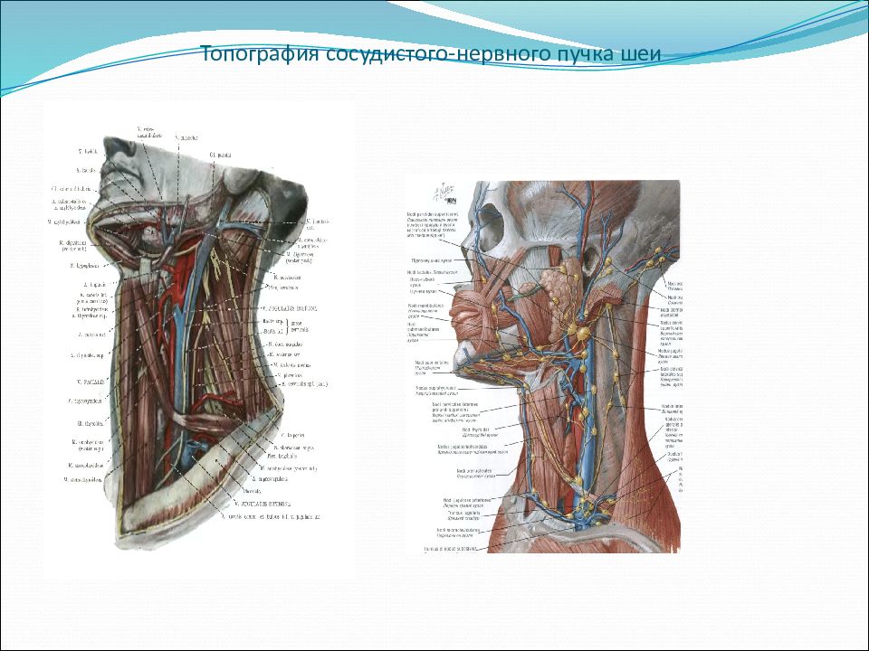 Сосудисто нервный пучок. Топографическая анатомия и Оперативная хирургия органов шеи. Анатомические образования шеи топографическая анатомия. Операции на шее топографическая анатомия. Синтопия основного сосудисто-нервного пучка шеи.