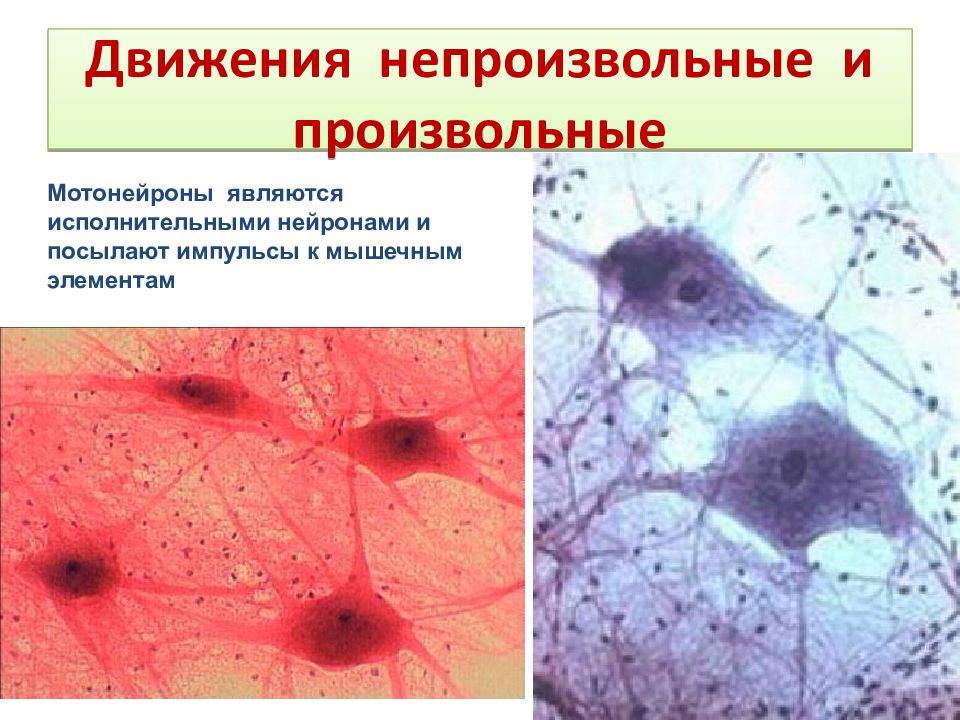 Непроизвольные мышцы. Произвольные и непроизвольные движения. Произвольные и непроизвольные движения примеры. Характеристика произвольных и непроизвольных движений. Произвольная и непроизвольная мускулатура.