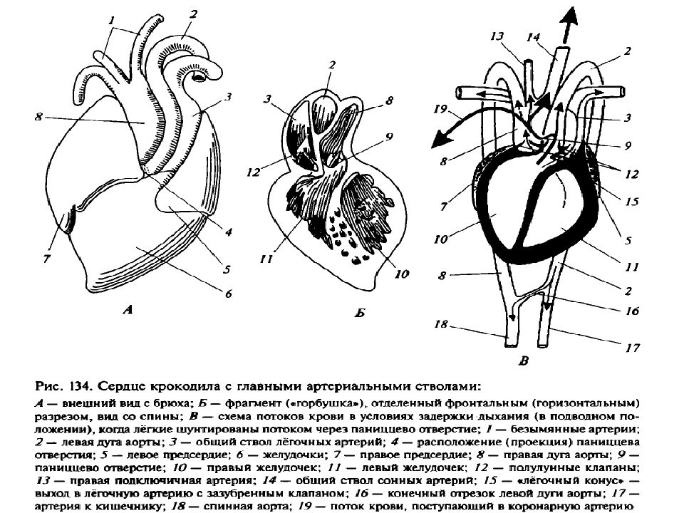 Сердце пресмыкающего