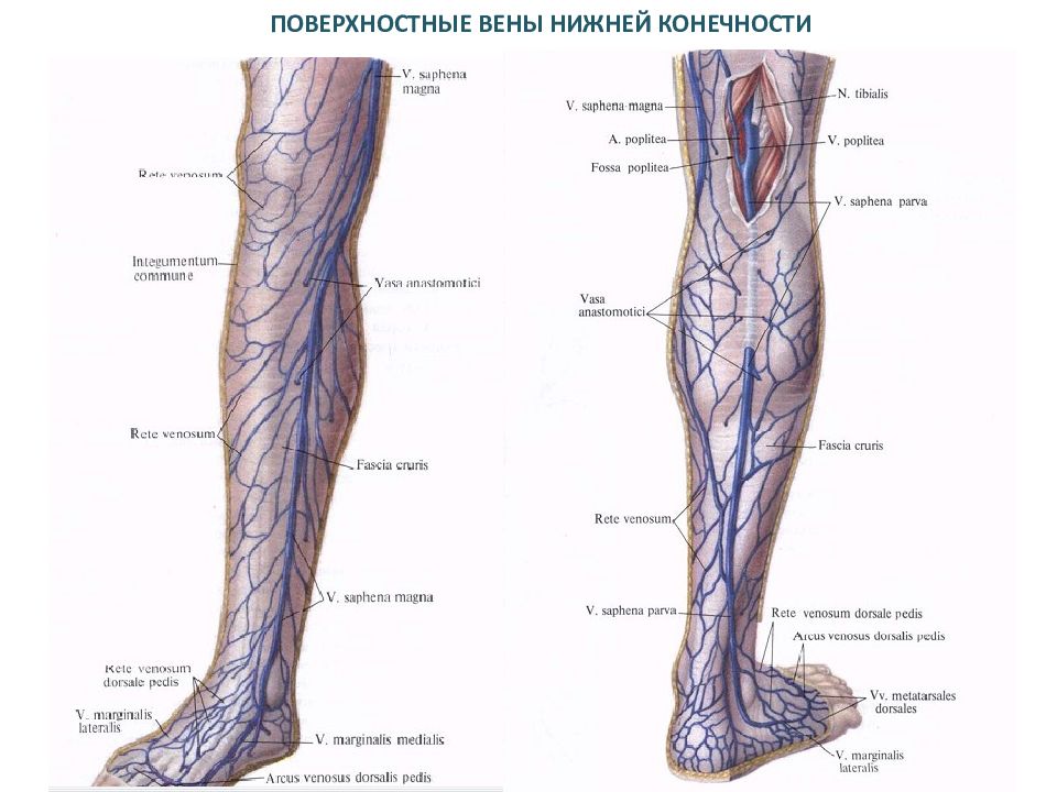 Как проходят вены на ногах фото схемы