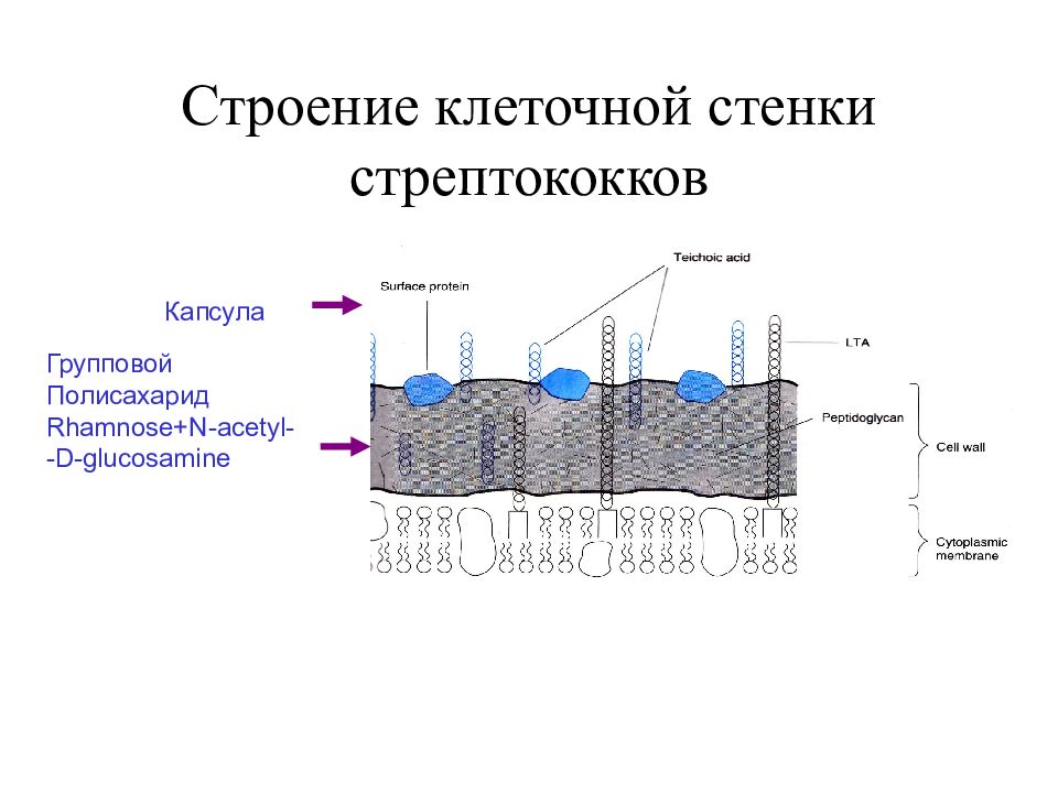 Структура клеточной стенки. Клеточная стенка стрептококков. Строение клеточной стенки стрептококков. Клеточная стенка стрептококка. Строение клеточной стенки стафилококка.