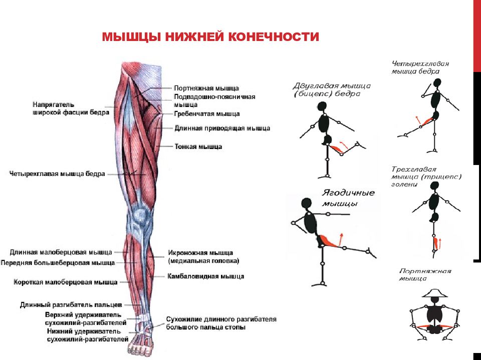 Нижние мышцы. Мышцы нижней конечности сзади. Мышцы нижней конечности правой вид сзади. Мышцы свободной нижней конечности вид сзади. Мышцы свободной нижней конечности функции.