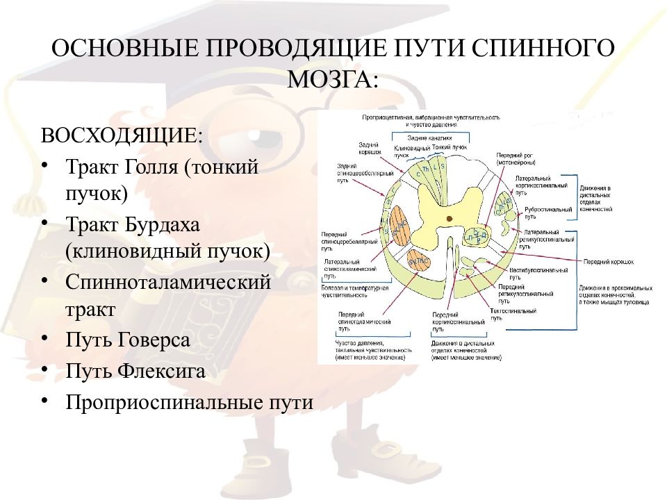 Анатомия цнс презентация