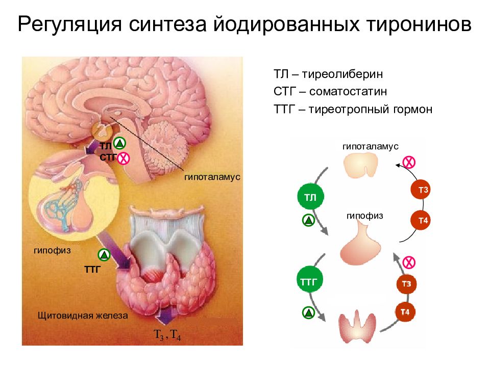 Гормоны щитовидной железы картинки