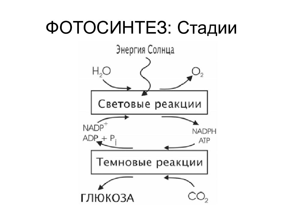 Фазы фотосинтеза схема