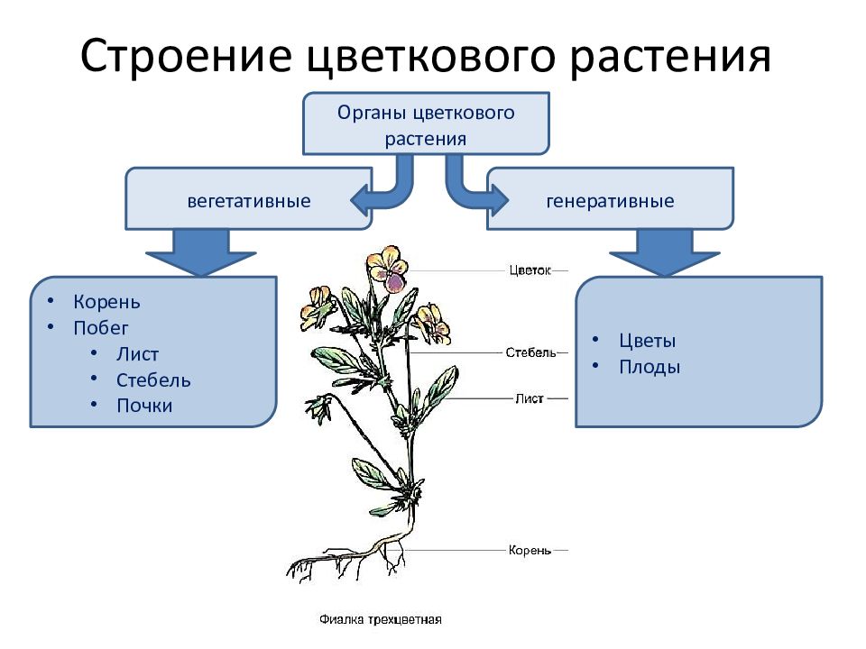 Генеративный цикл. Вегетативные органы корень побег лист. Строение растения. Строение растения схема. Строение цветкового растения.