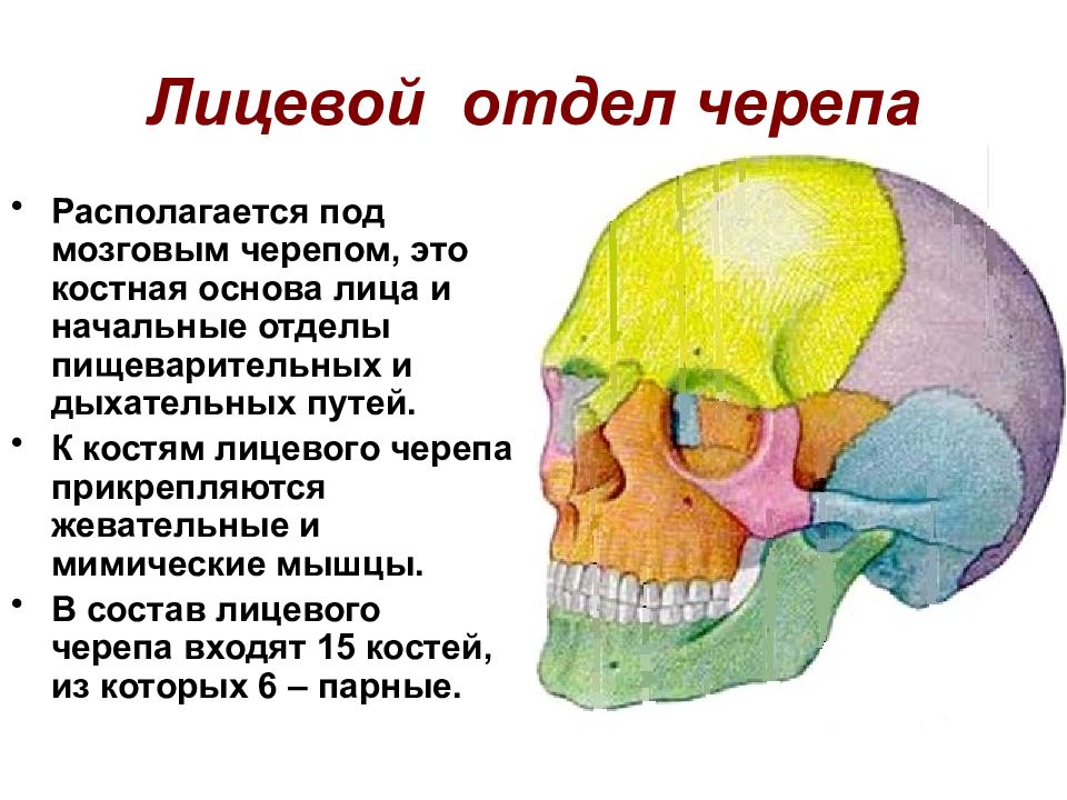 Череп анатомия презентация