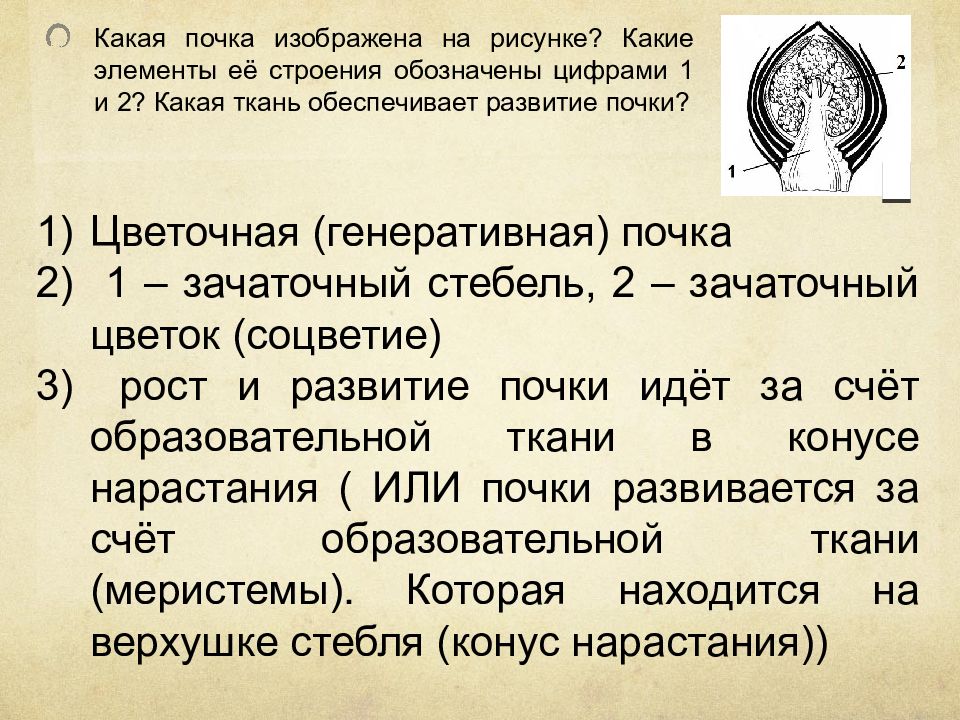 Человек под цифрой 2. Какая ткань обеспечивает развитие почки. Какая почка изображена на рисунке какие элементы. Какая аочка изображена на рисунке. Какая почка изображена на рисунке какие элементы ее строения.