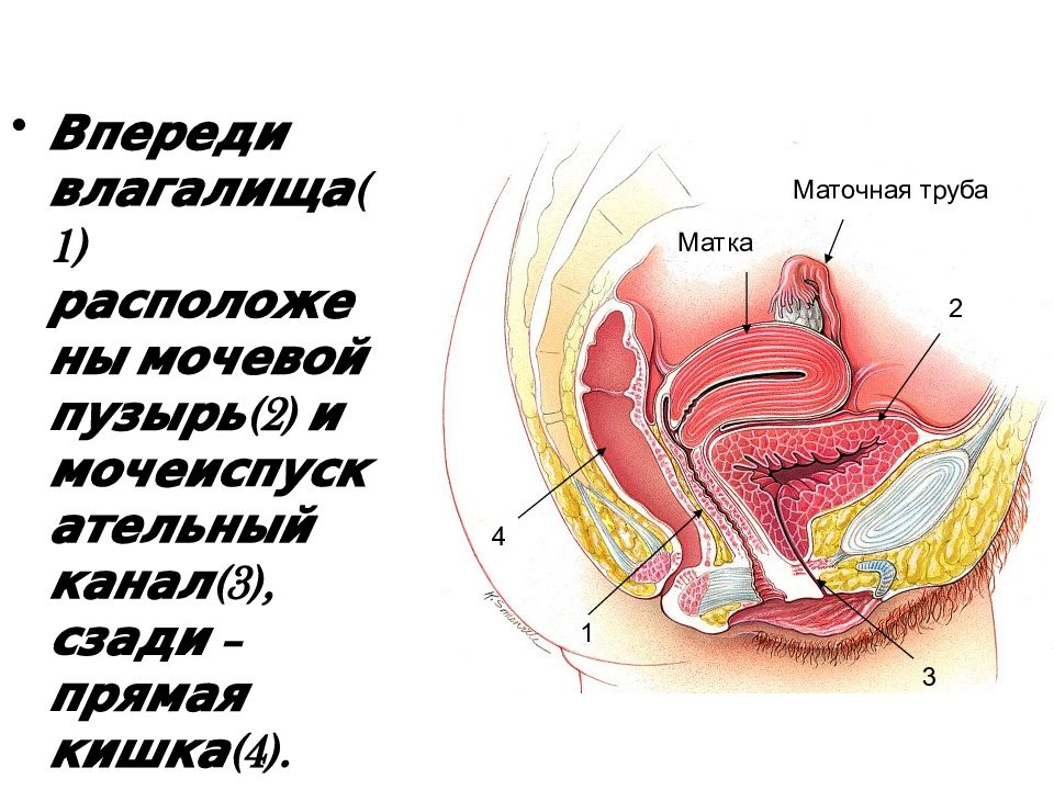 Наружные Женские Органы Фото