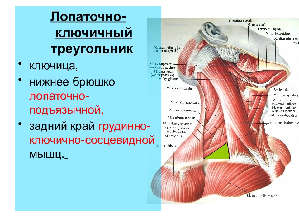 Презентация органы головы и шеи