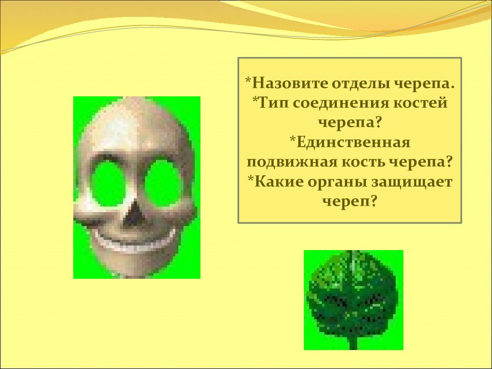 Подвижной костью черепа является кость. Единственная подвижная кость черепа. Какой орган защищает череп. Какое значение имеет скелет человека. Как называется орган который защищает череп.