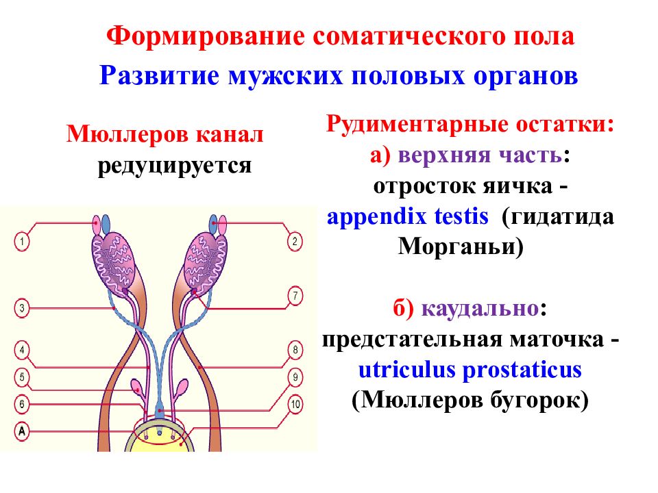 Презентация половая система анатомия