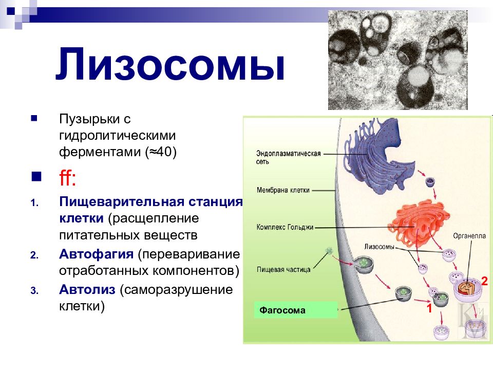 Пиносома в клетке рисунок