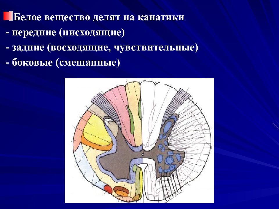 Спинной мозг неврология презентация