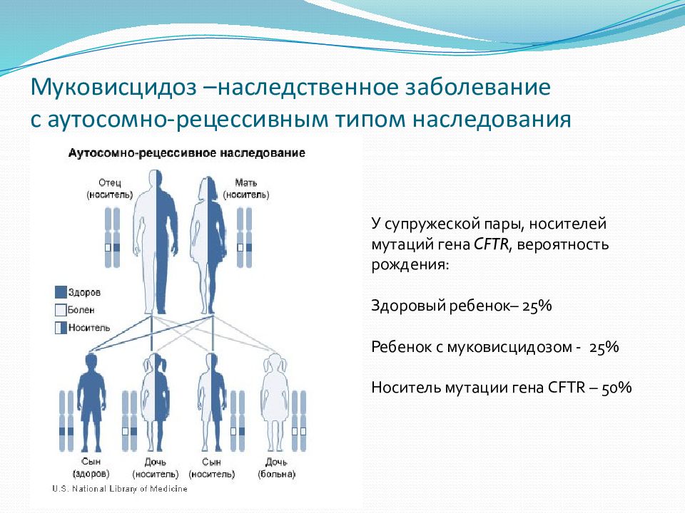 Муковисцидоз презентация по генетике