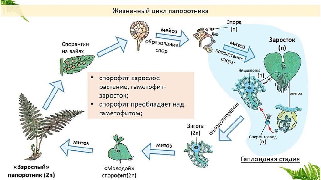 Жизненный цикл папоротника схема спорофит. Жизненный цикл размножения папоротника. Жизненный цикл папоротника ЕГЭ. Размножение папоротников с набором хромосом.