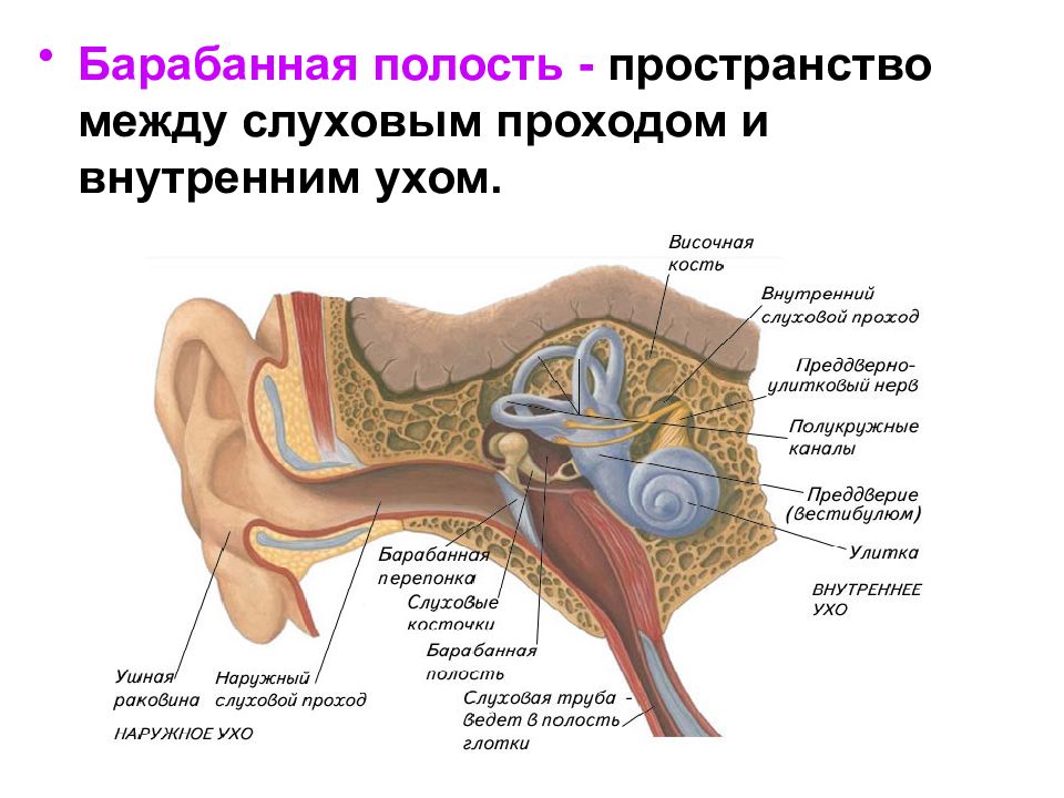 Среднее ухо презентация