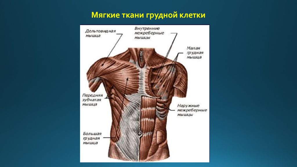 Мягкие ткани это. Анатомия мягких тканей грудной клетки. Мягкие ткани грудной клетки. Мягкие ткани передней грудной стенки. Наружные мышцы грудной стенки.