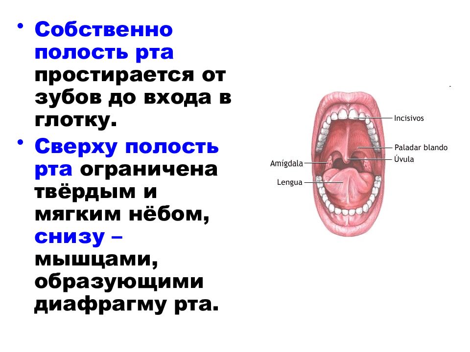 Содержимое полости рта. Строение преддверия ротовой полости. Собственно полость рта ограничена снизу. Собственно ротовая полость анатомия. Строение стенки ротовой полости.