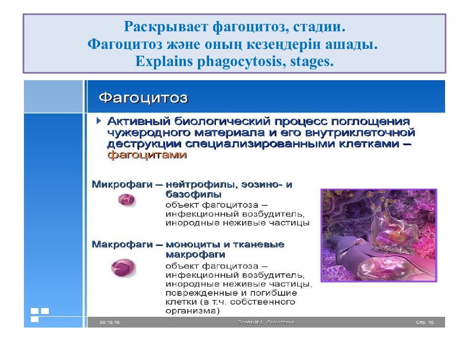 Типы фагоцитоза. Стадии незавершенного фагоцитоза. Фагоцитоз в очаге воспаления осуществляют. Фагоцитоз воспаление. Фагоцитоз и его стадии.