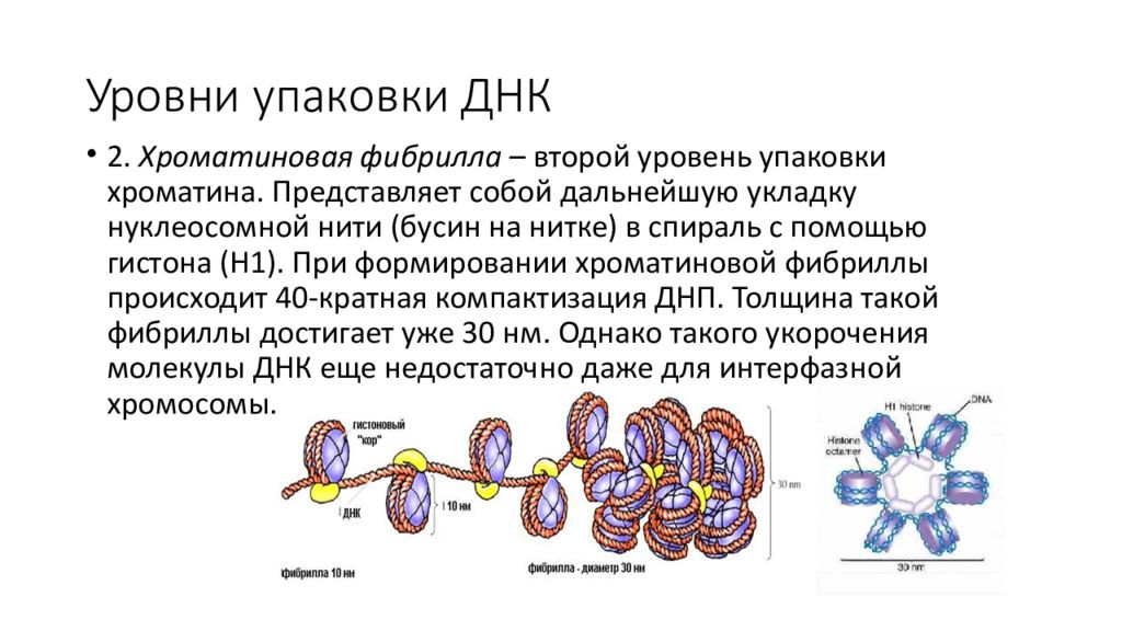 Стадии спирализации хромосом