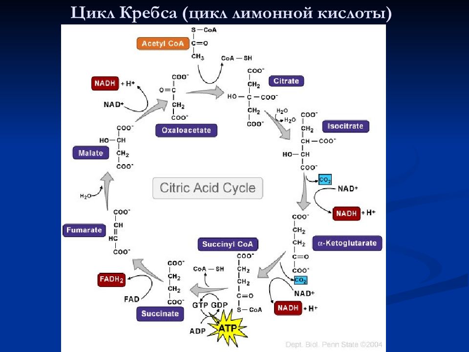 2 реакция цикла кребса. Цикл трикарбоновых кислот цикл Кребса 10 класс. ГАМК шунт цикла Кребса. Цикл Кребса биохимия с ферментами. Цикл Кребса 11 класс.