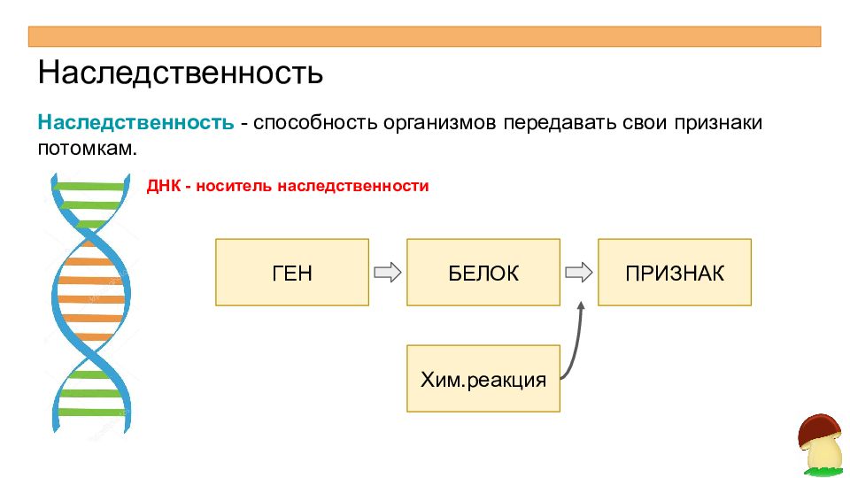 Ген признак. Ген белок признак. Схема ген белок признак. ДНК белок признак. Наследственность ген.