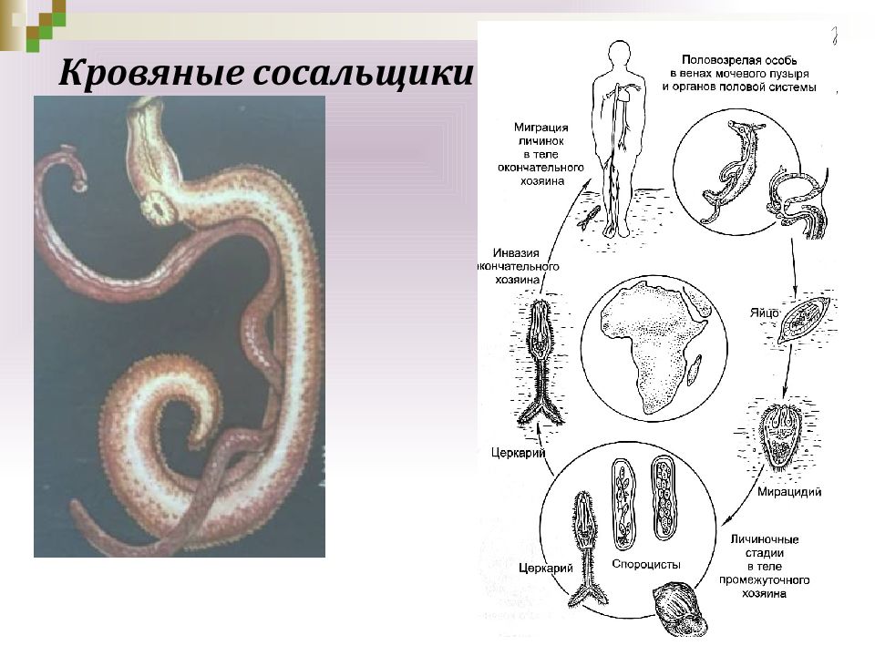 Приспособление плоских червей к паразитизму