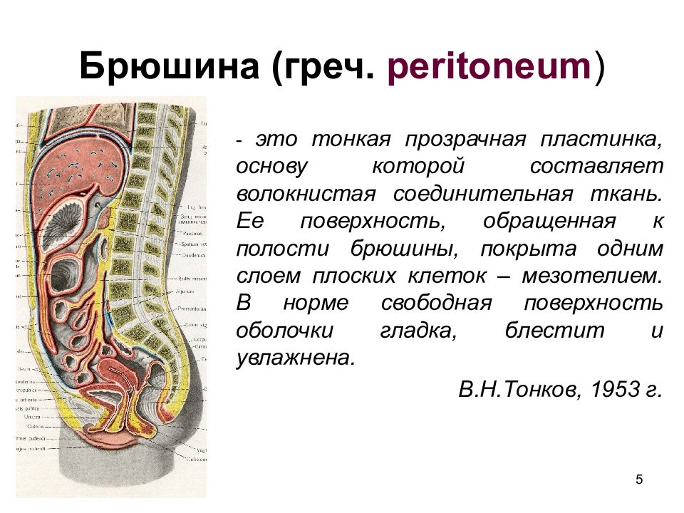 Ход брюшины схема