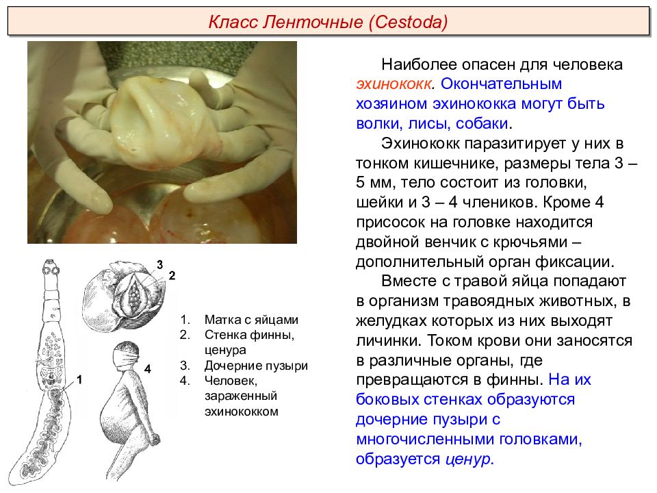 Ленточные черви образ жизни. Эхинококк червь размером 3-5 мм на передней части тела. Плоские черви ленточные черви. Эхинококк червь размером 3-5 мм. Тип плоские черви ленточные черви.