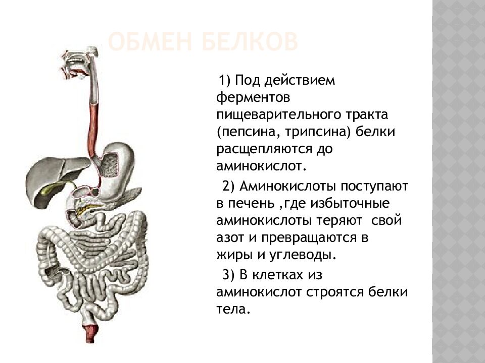 Обмен белков