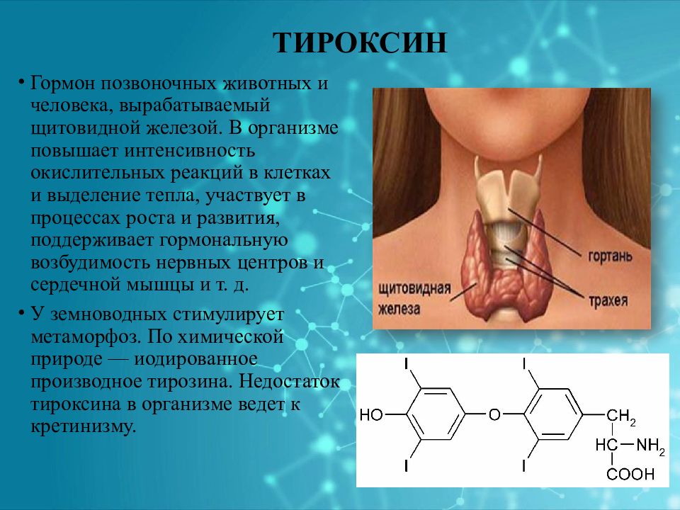 Гормон роста и гормоны щитовидной