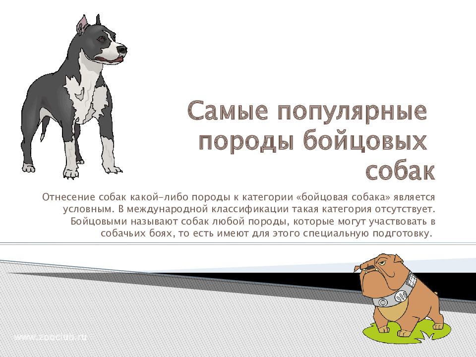 Самые популярные породы бойцовых собак