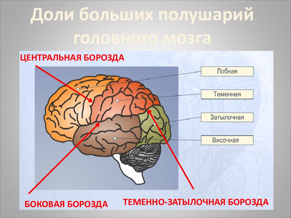 Биология мозга учебники. Теменно затылочная борозда головного мозга. Доли большого полушария головного мозга. Nеменно-затылочная борозда. Теменнозатыдочная борозда.