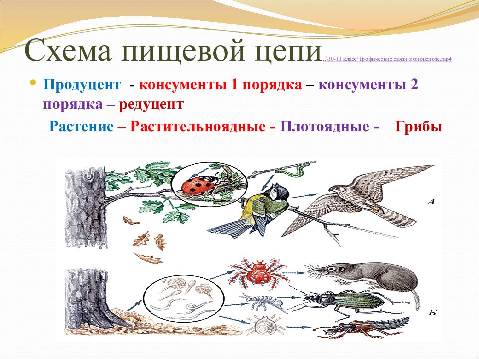 Пищевые связи презентация 11 класс