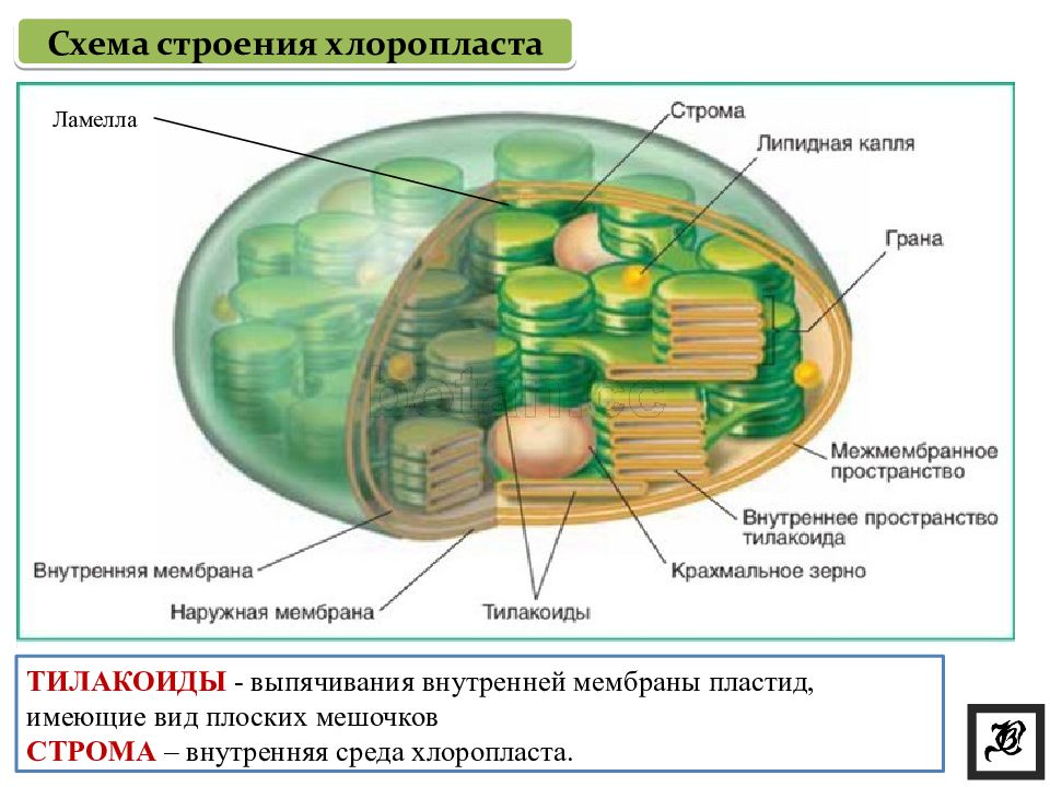 Строение хлоропласта рисунок с подписями егэ