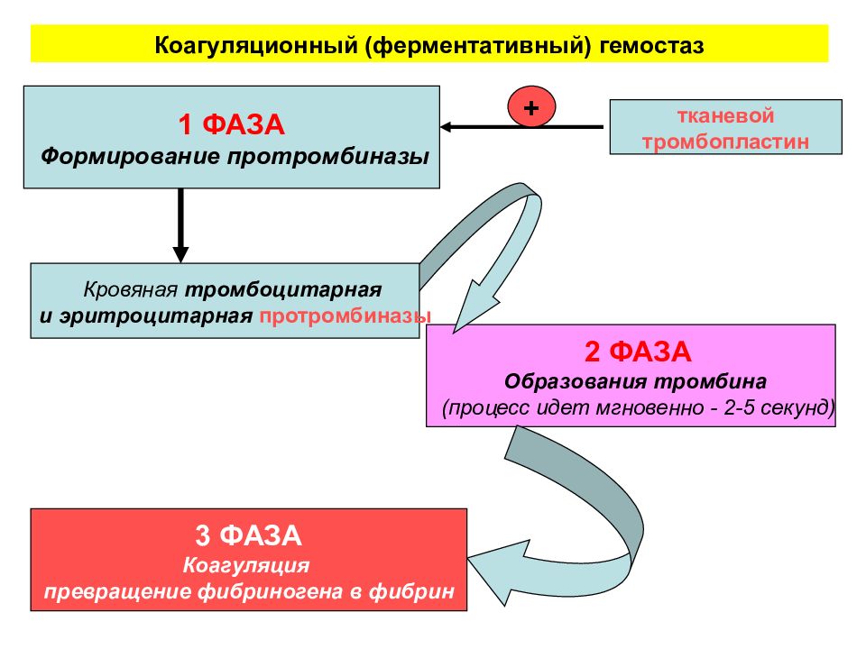 Коагуляционный гемостаз презентация