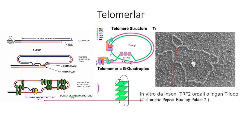 DNK ning tuzilishi va DNK replikatsiyasi Telomerlar