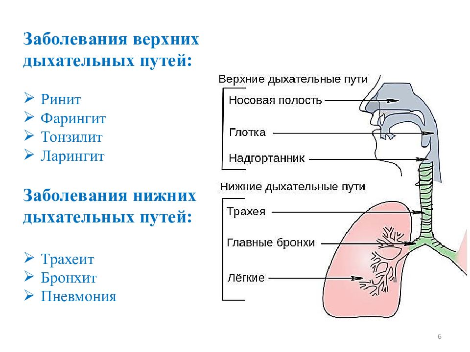 Верхние дыхательные пути презентация