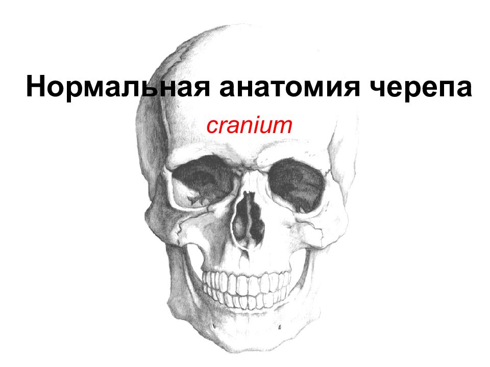 Нормальная анатомия черепа