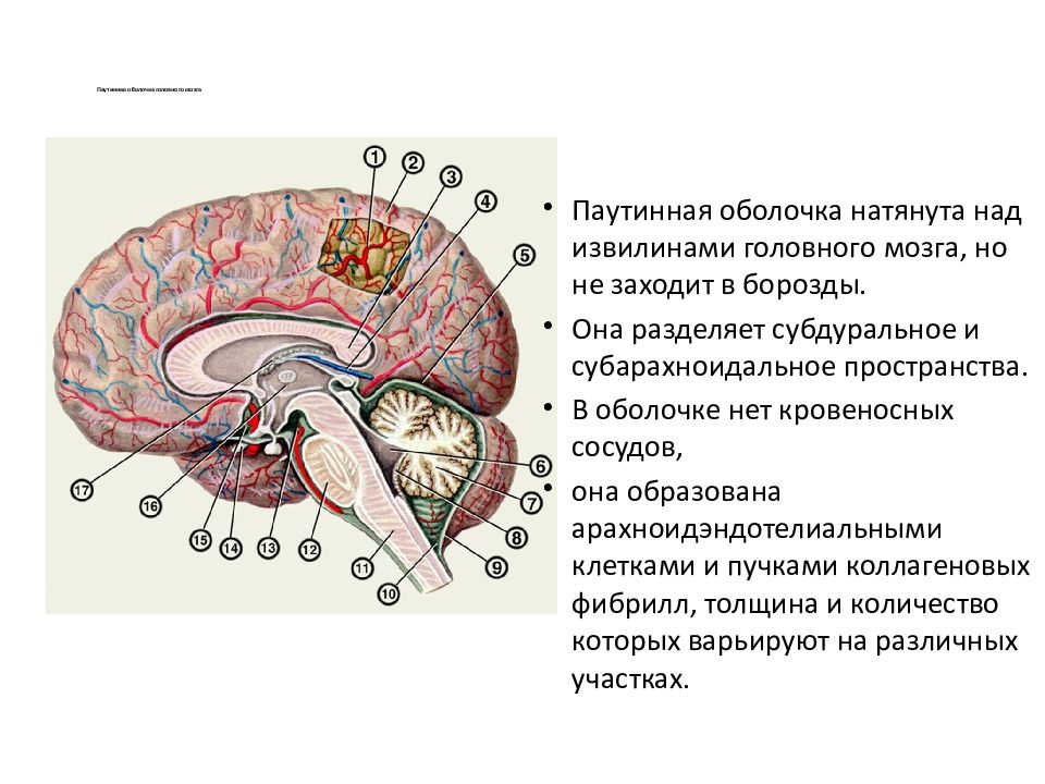 Паутинная оболочка. Паутинная оболочка головного мозга функции. Поперечный срез оболочек головного мозга. Паутинная мозговая оболочка латынь.