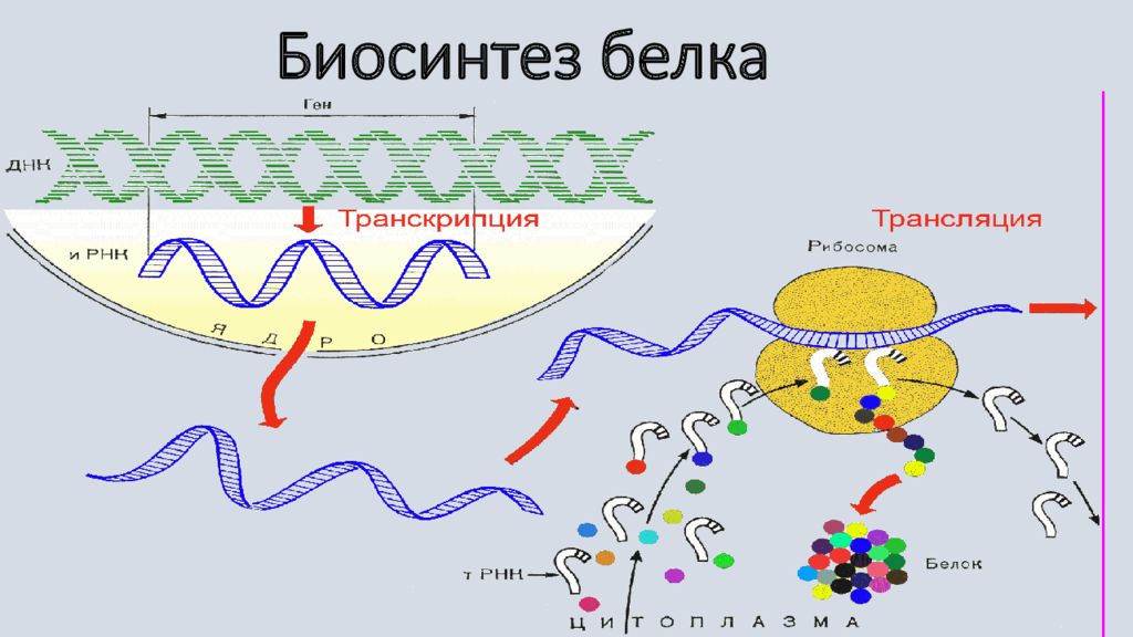 Синтез белков 9 класс. Трансляция второй этап биосинтеза белка. Схема биосинтеза белка в живой клетке. Этапы транскрипции и трансляции белка. Этапы синтеза белка рисунок.