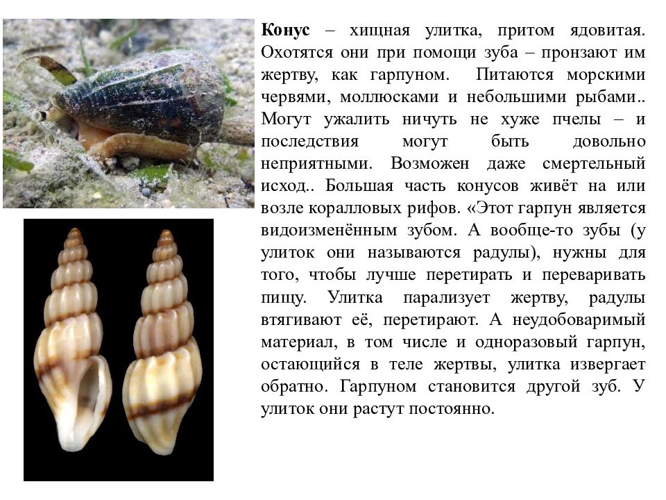 К какому классу относится моллюск представленный на рисунке